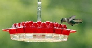 A hummingbird drinking from a feeder.