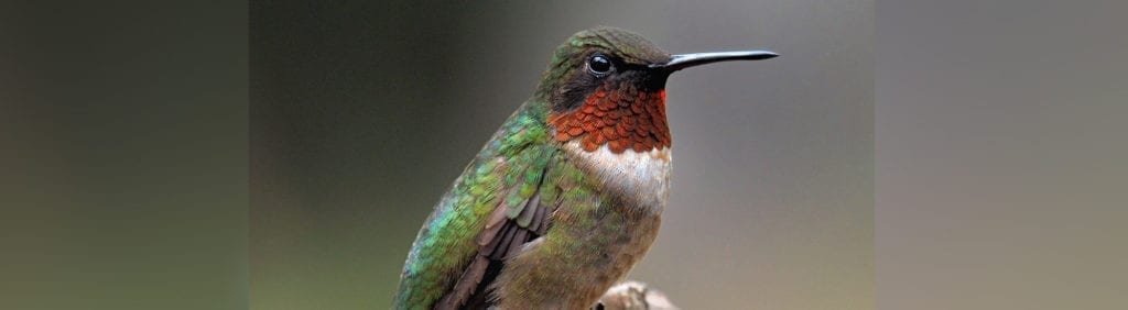 A hummingbird sitting on top of a tree branch.