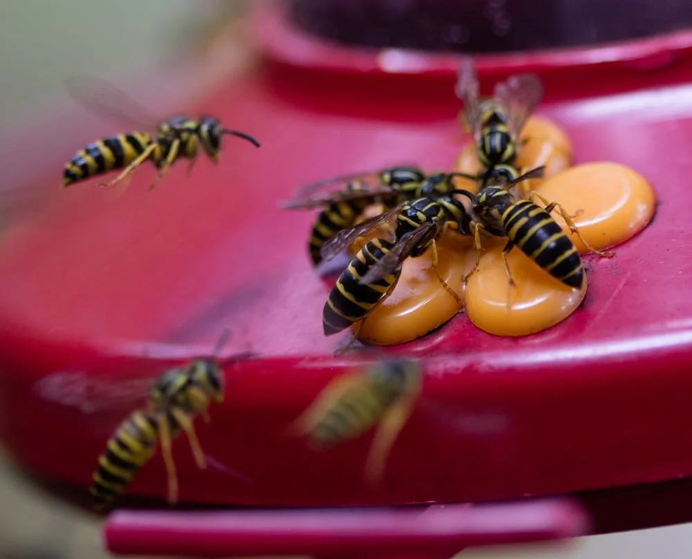 A group of bees flying around some food.