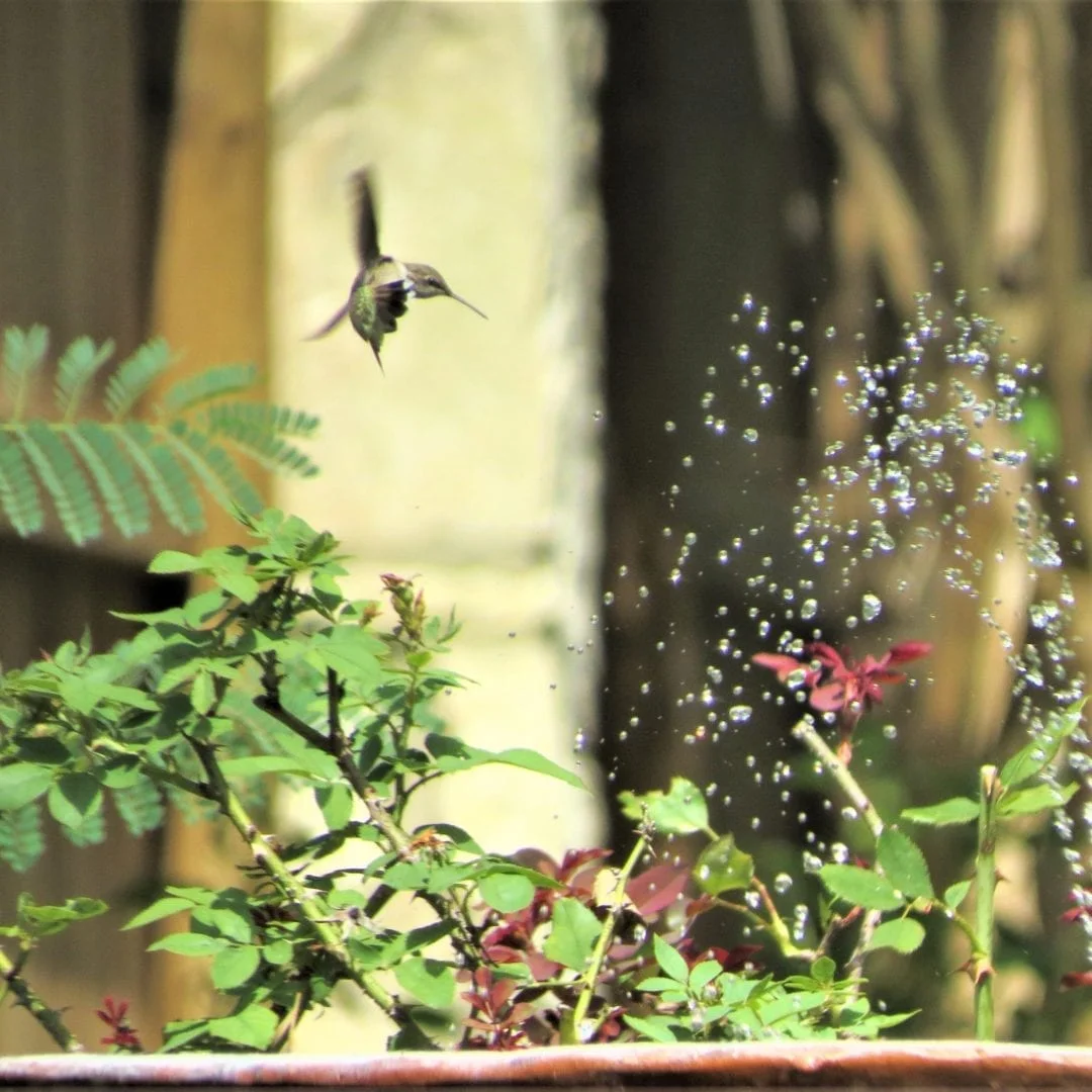 A hummingbird flying over some plants in a garden.