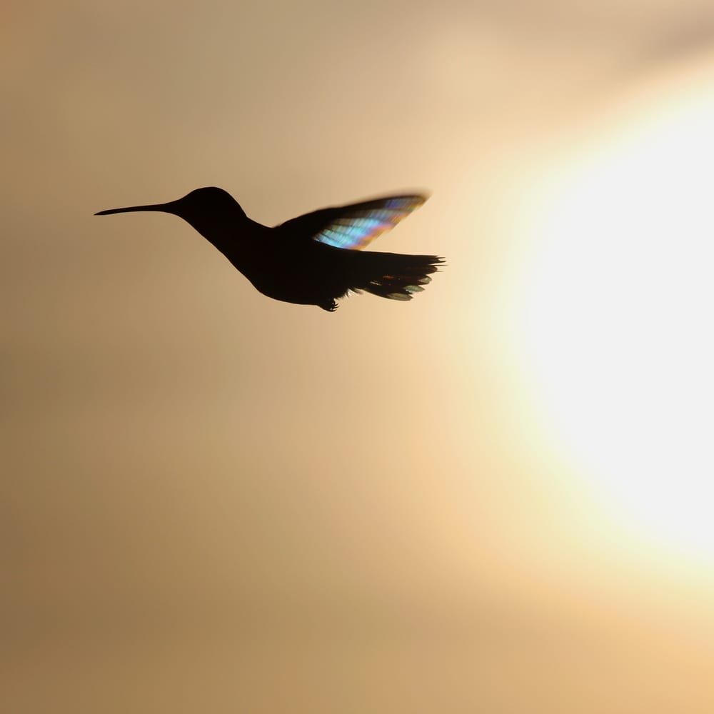 A hummingbird flying in the sky with sun behind it.