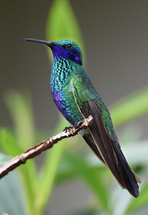 A hummingbird sitting on top of a tree branch.