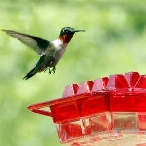 A hummingbird flying next to a red bird feeder.