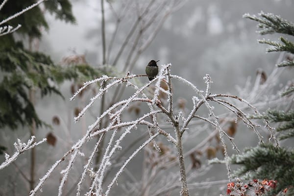 Hummingbird sitting in a frost-covered shrub