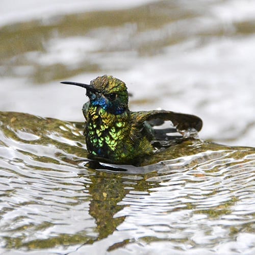 A hummingbird sitting in the water with its beak open.