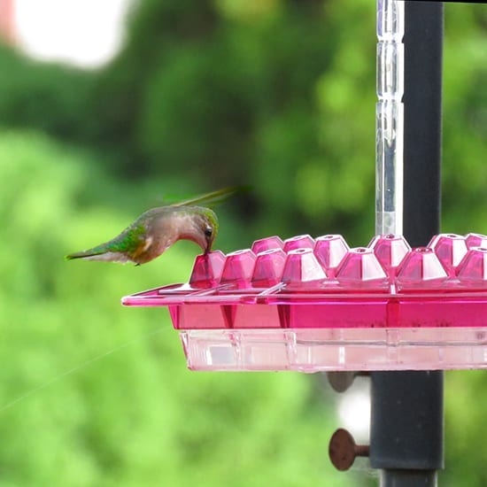 A hummingbird flying near a pink feeder.