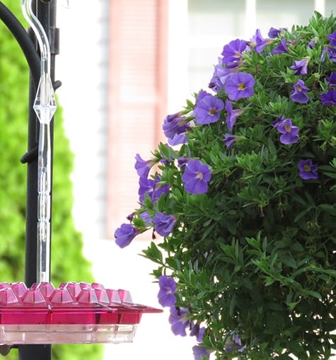 A purple flower bush with blue flowers in the background.