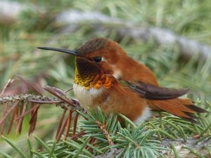 A hummingbird sitting on top of a tree branch.