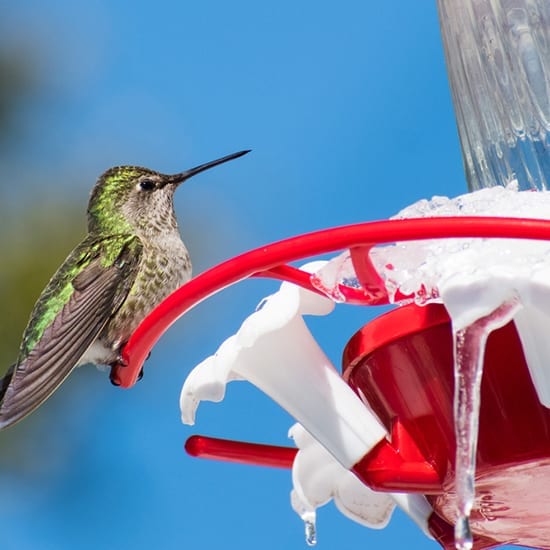 A hummingbird flying near a feeder with water.