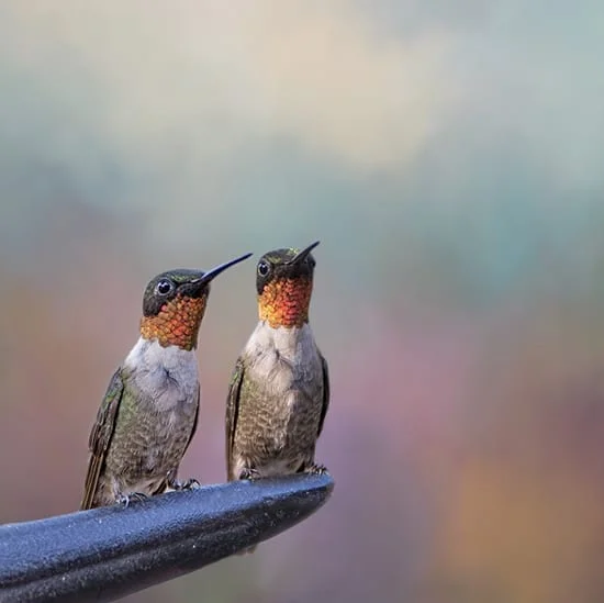 Two birds sitting on a ledge with the sky in the background.