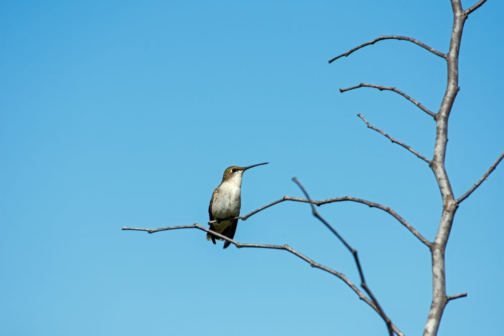 A bird sitting on top of a tree branch.