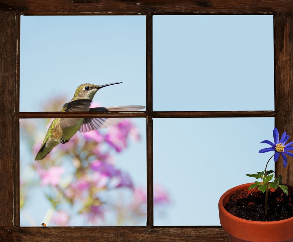 A hummingbird sitting on the branch of a window.