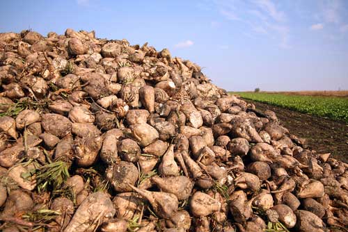 A pile of sugar beets on the side of a field.