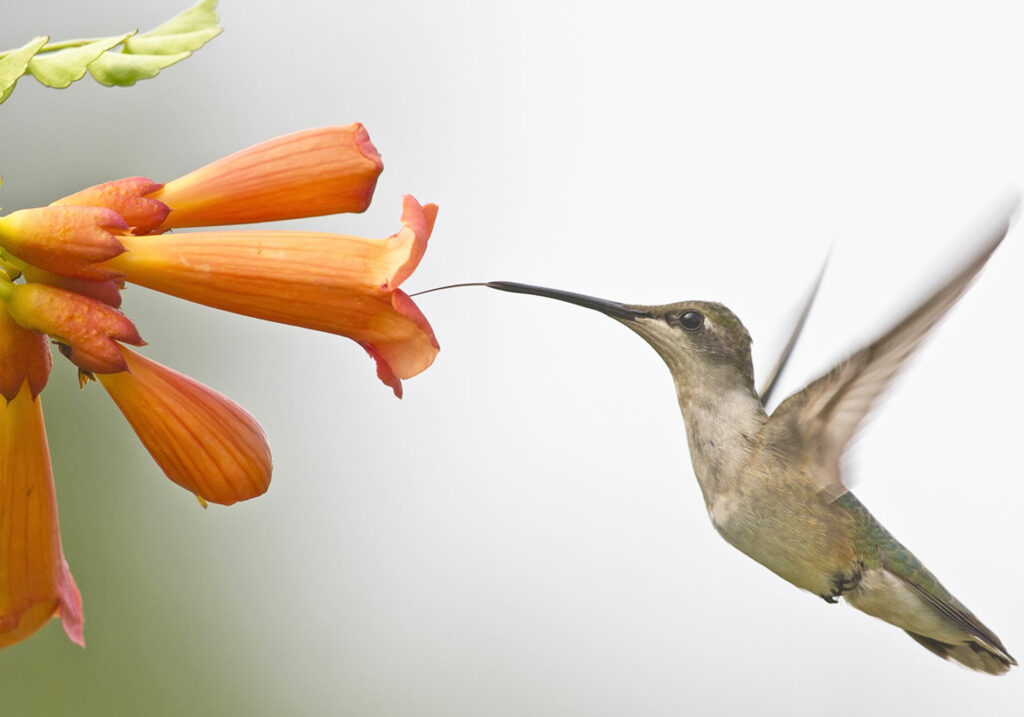 A hummingbird hovering near an orange flower.