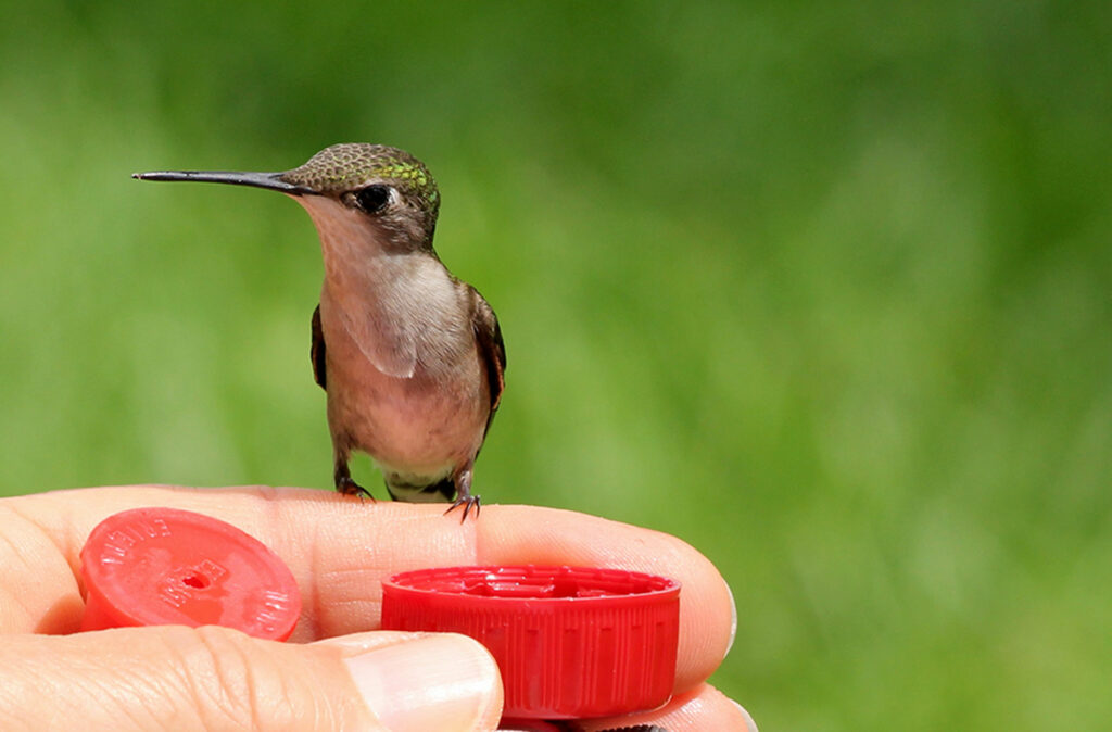 A hummingbird sitting on top of a person 's hand.
