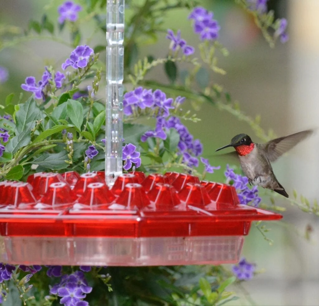 A hummingbird drinking from a red bird feeder.