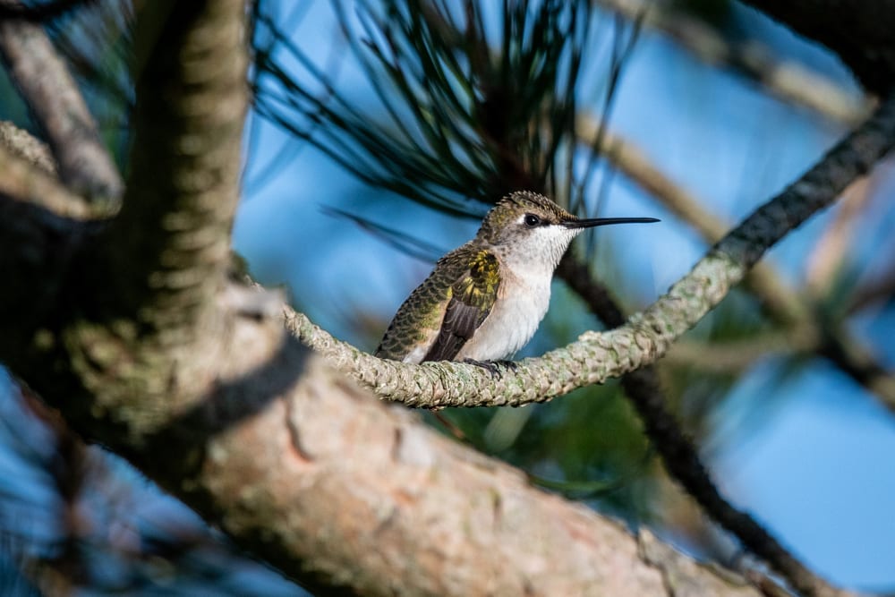 A hummingbird sitting on the branch of a tree.