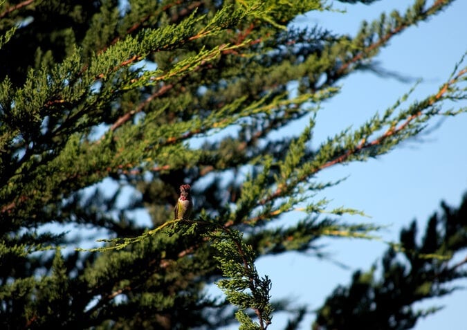 A bird sitting on top of a tree branch.