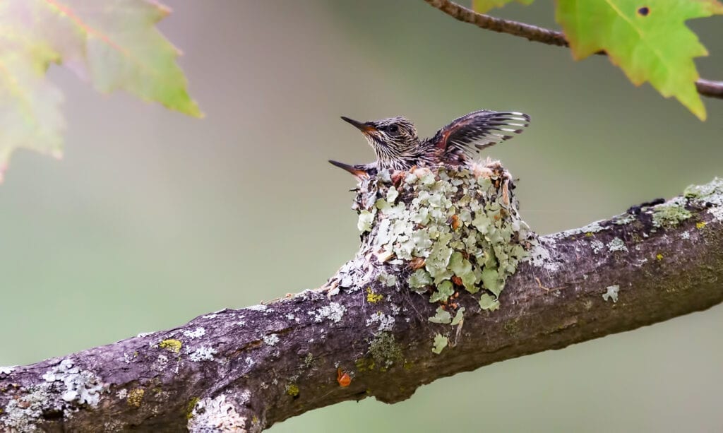Without these 2 baby hummingbirds, this lichen-covered nest would be almost invisible.