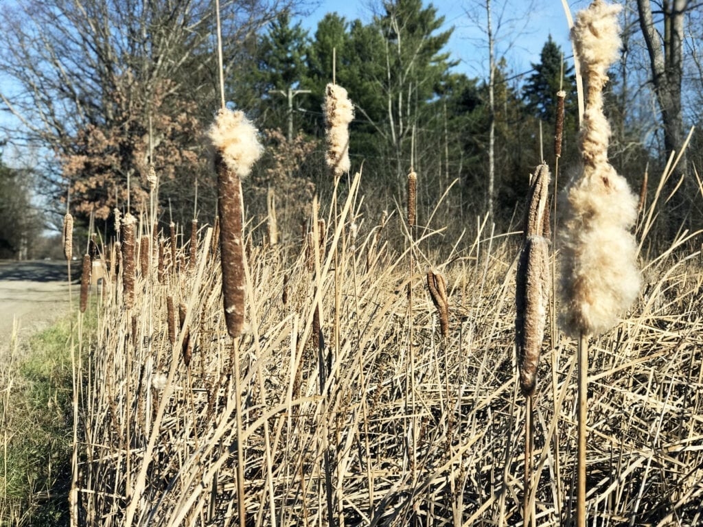 Drying Cattails growing in the ditch beside a road in late Winter