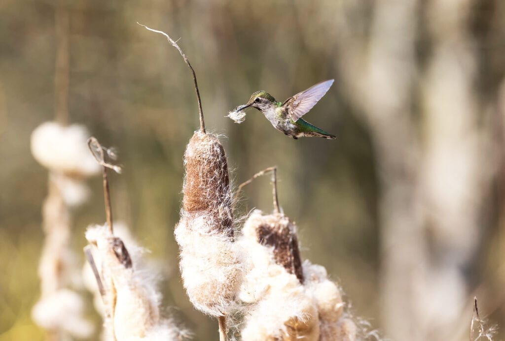 Female hummingbird plucking cattail fluff to use for nest building material.