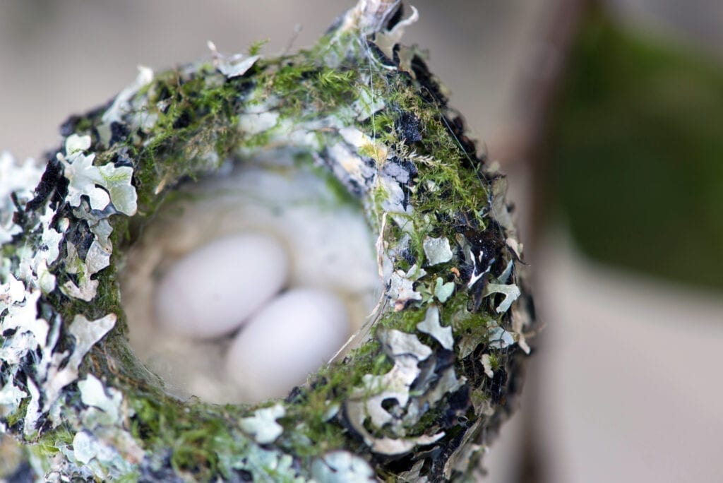 A close up of the eggs in the nest