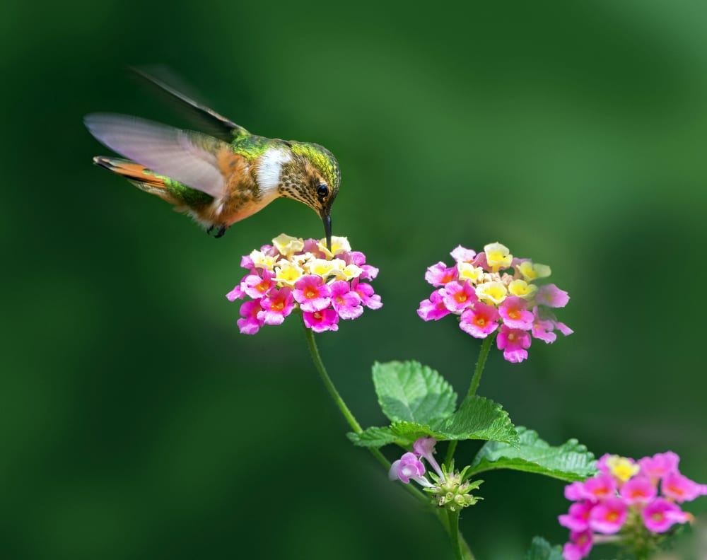 Female Rufous hummingbird on pink and yellow Lantana flowers. Lantana is a hummingbird favorite.
