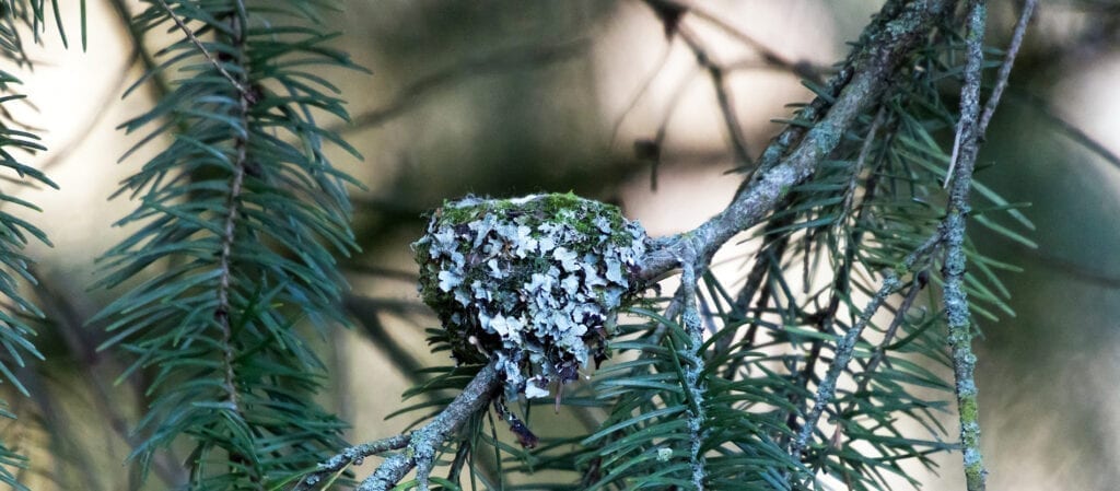 Hummingbird nest built on a spruce bough. Very small and expertly camouflaged with lichens.