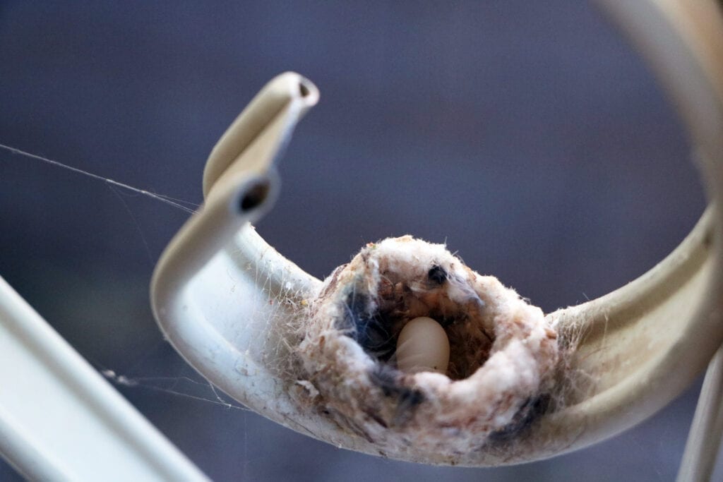 Tiny hummingbird nest built in the curl of Romex type wiring.
