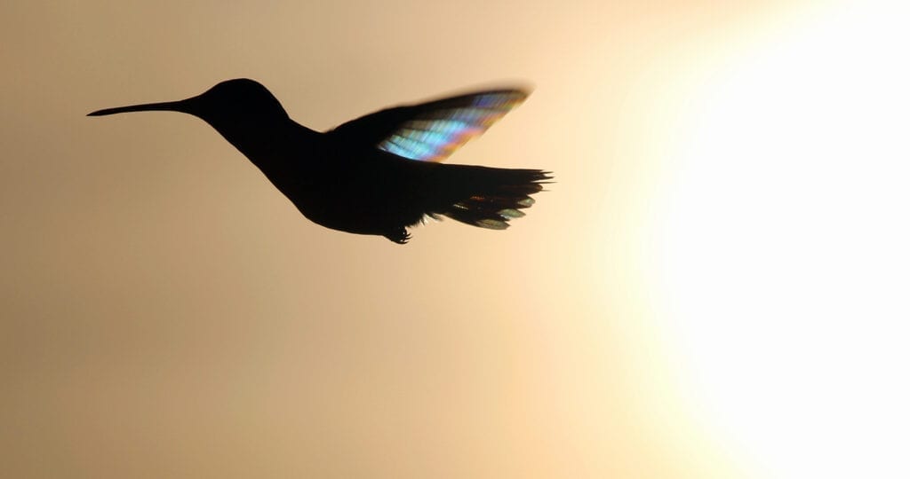 Ruby-Throated hummingbird flying north for spring migration, with the sun setting behind it.