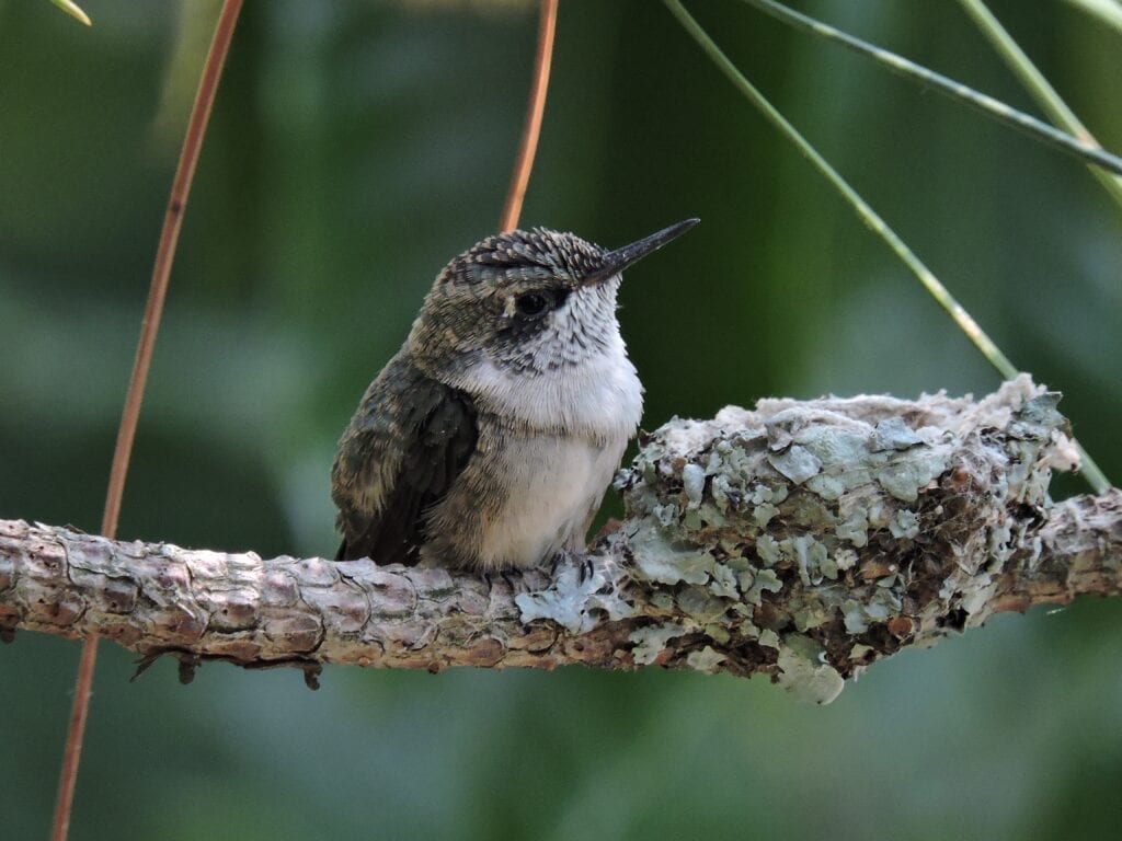Hummingbird sitting next to her very tiny, very camouflaged nest, mounted on a small branch.