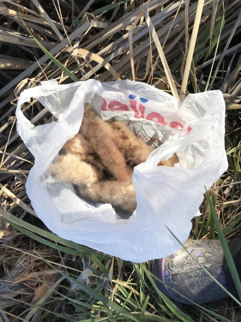 Cut off cattail fluff in a plastic bag. Rubber boots are recommended.