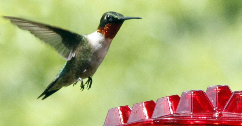 A hummingbird flying over a red bird feeder.