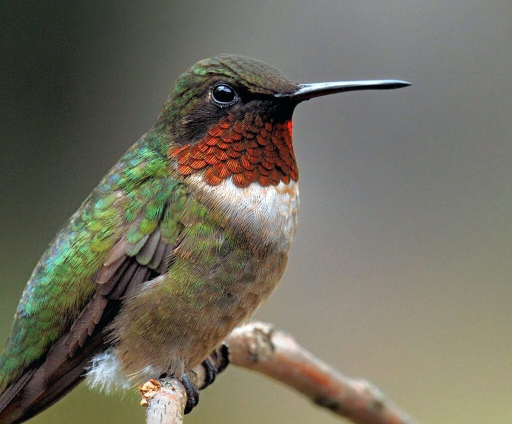 A hummingbird sitting on top of a tree branch.