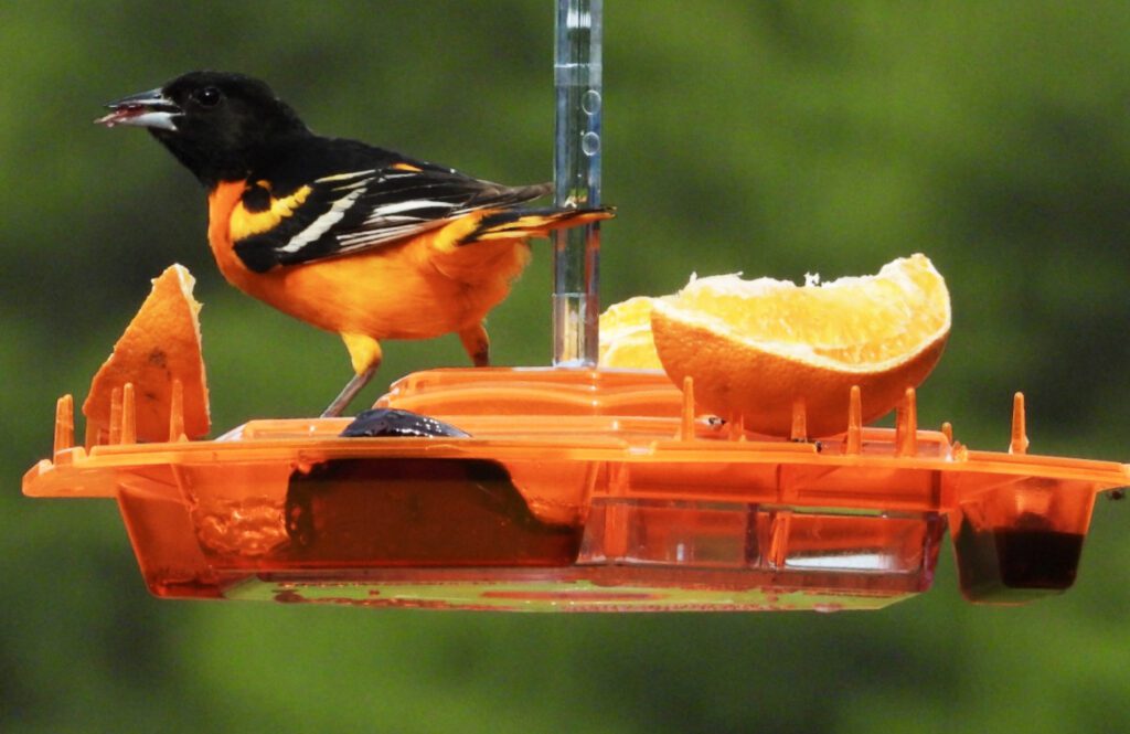 New Oriole Feeder - Oriole Feeders - The Hummingbird Feeder