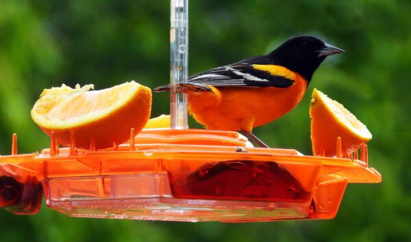A bird sitting on top of an orange feeder.