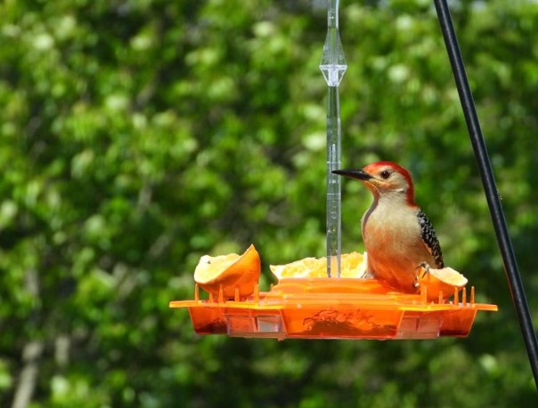 A bird sitting on top of a orange feeder.