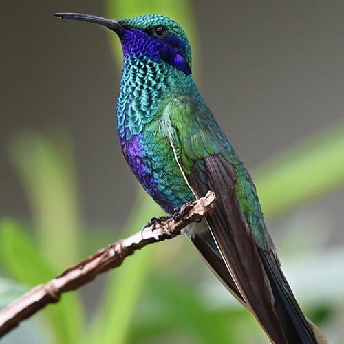 A hummingbird sitting on top of a tree branch.