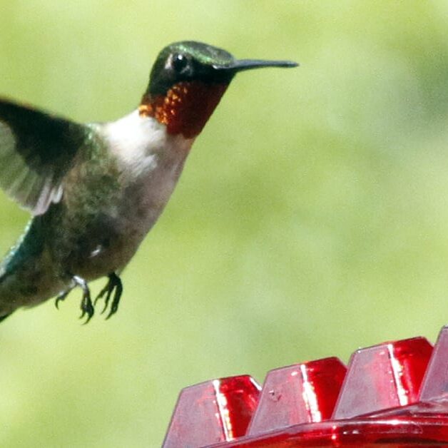 A hummingbird flying over a red bird feeder.