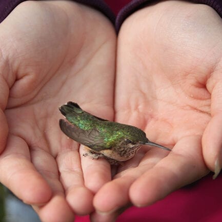 Banded Hummingbird Pre-Flight Rest Banded hummingbird resting in hands before flying off