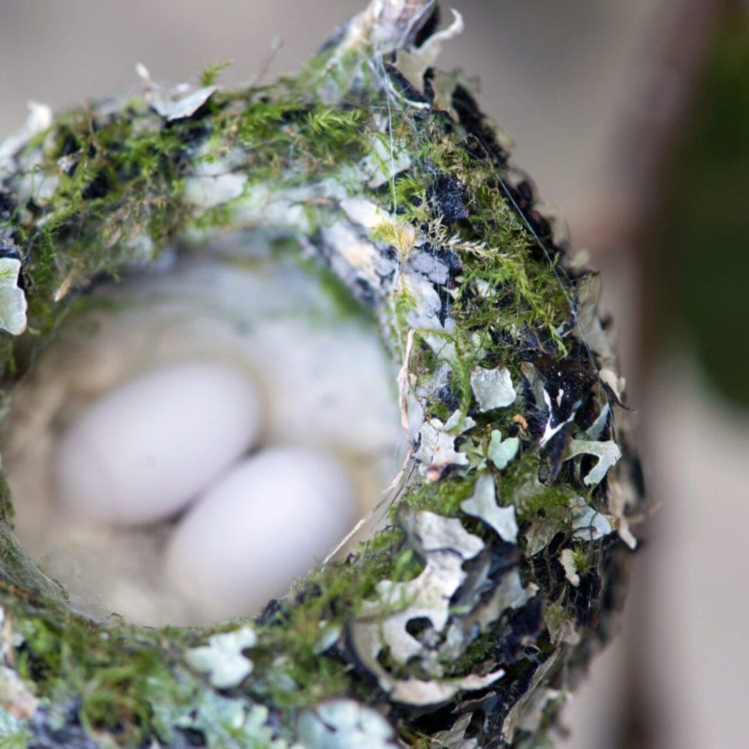 A close up of the eggs in the nest