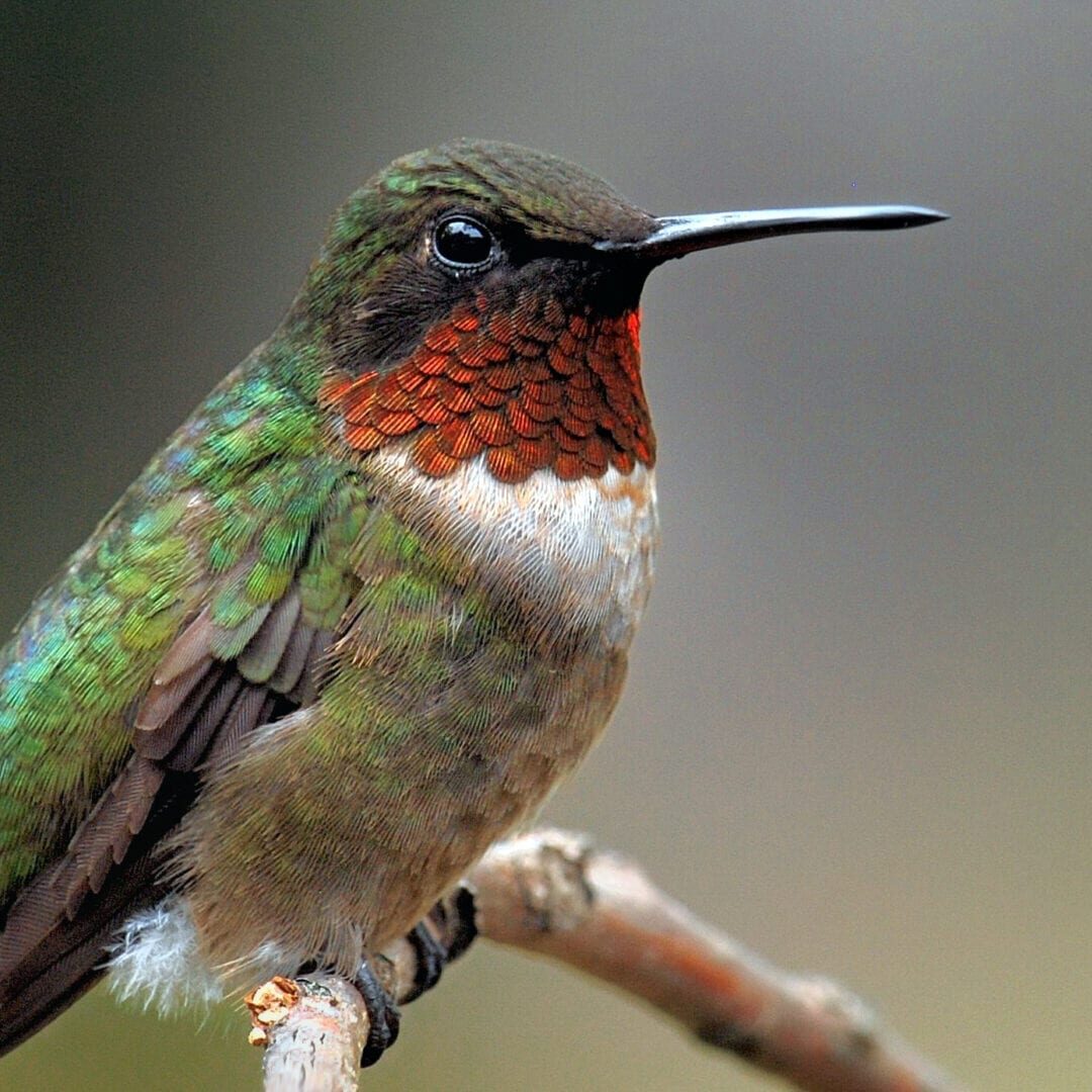 A hummingbird sitting on top of a tree branch.